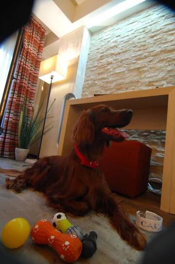 Фото номера Happy Feet - pet friendly double room without balcony Отель Ioana Hotel г. Синая 5